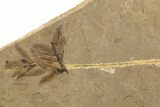 Conifer Needle (Metasequoia) Fossil Pos/Neg - McAbee, BC #262228-2